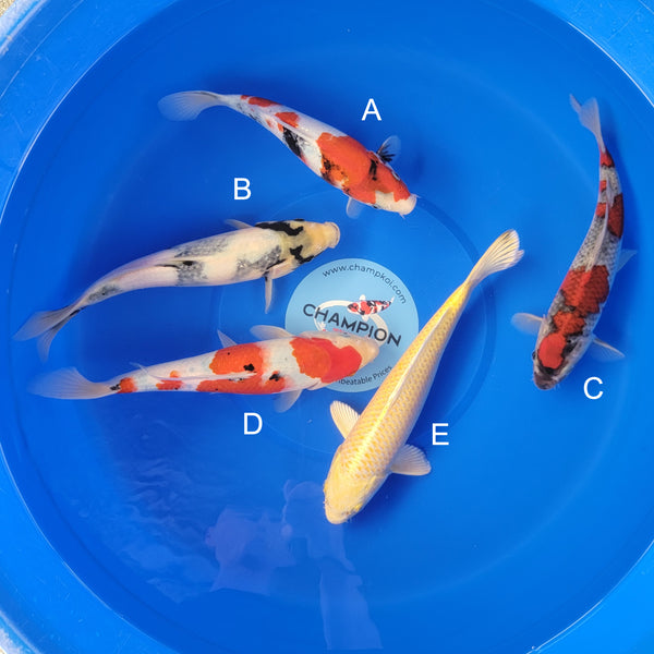 Koi fish for sale — 30-35 cm Ogata Showa at ChampKoi