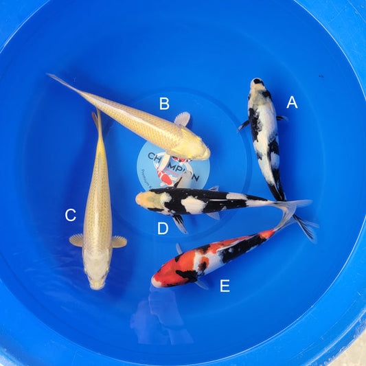 Koi fish for sale — 30-35 cm Ogata Shiro Utsuri at ChampKoi