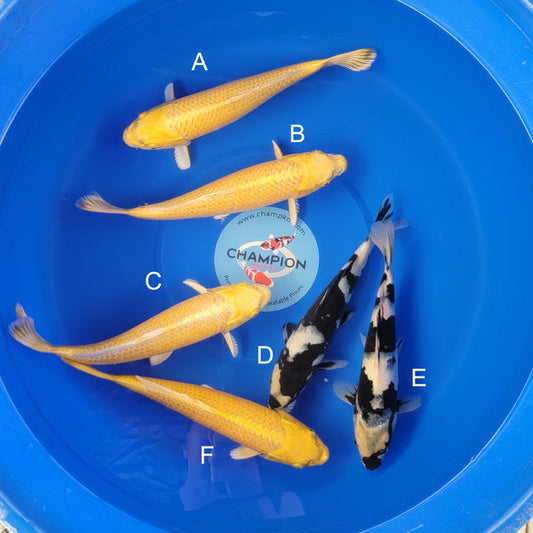 Koi fish for sale — 30-35 cm Ogata Yamabuki Ogon at ChampKoi