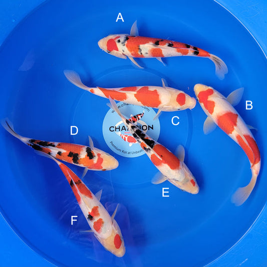 Koi fish for sale — 28-31 cm Ooya Sanke at ChampKoi