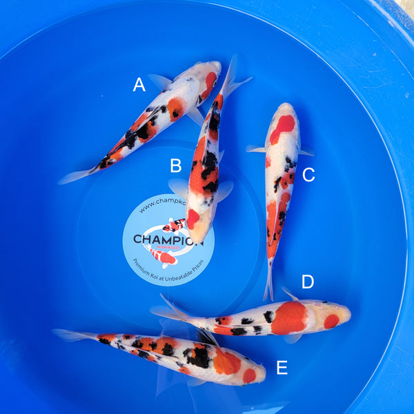 Koi fish for sale — 28-31 cm Ooya Sanke at ChampKoi