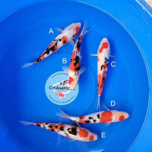 Koi fish for sale — 28-31 cm Ooya Sanke at ChampKoi
