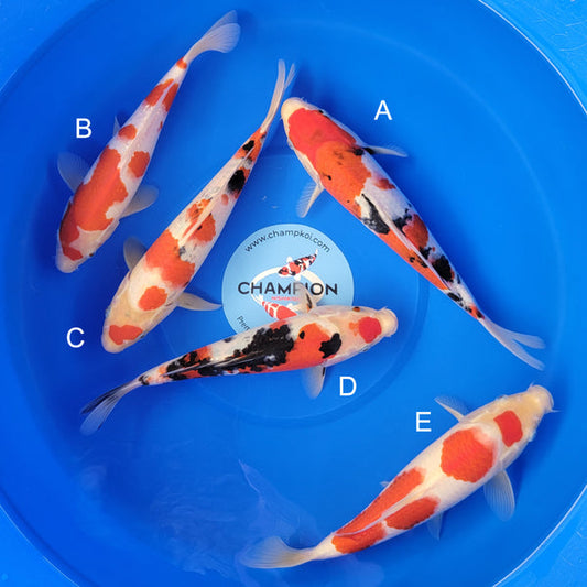 Koi fish for sale — 28-31 cm Ooya Sanke at ChampKoi