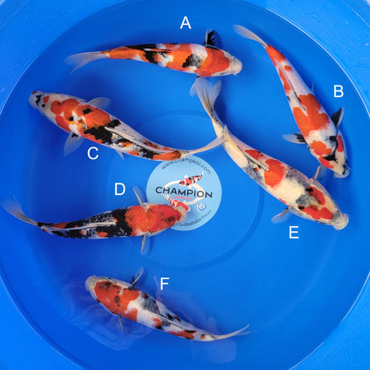 Koi fish for sale — 28-35 cm Sekiguchi Showa at ChampKoi