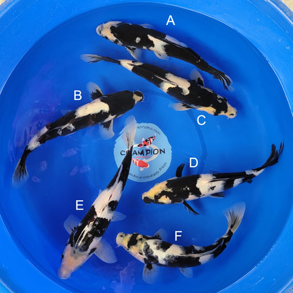 Koi fish for sale — 30-35 cm Ogata Shiro Utsuri at ChampKoi