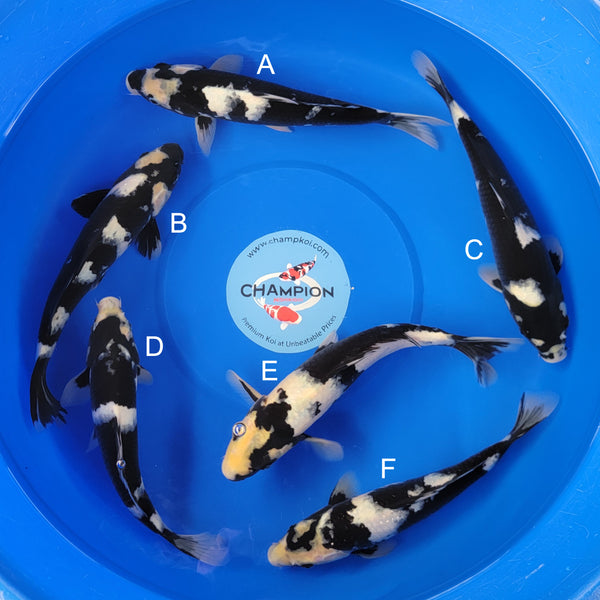 Koi fish for sale — 30-35 cm Ogata Shiro Utsuri at ChampKoi