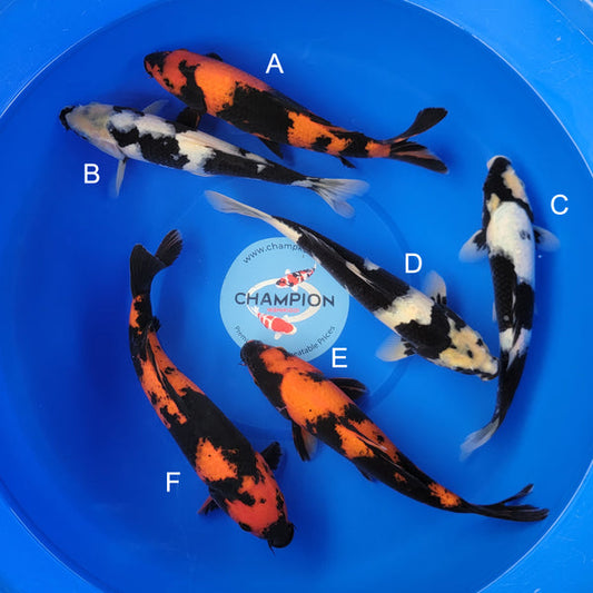 Koi fish for sale — 30-35 cm Ogata Hi Utsuri at ChampKoi