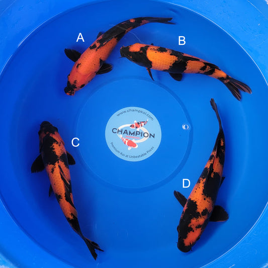 Koi fish for sale — 30-35 cm Ogata Hi Utsuri at ChampKoi