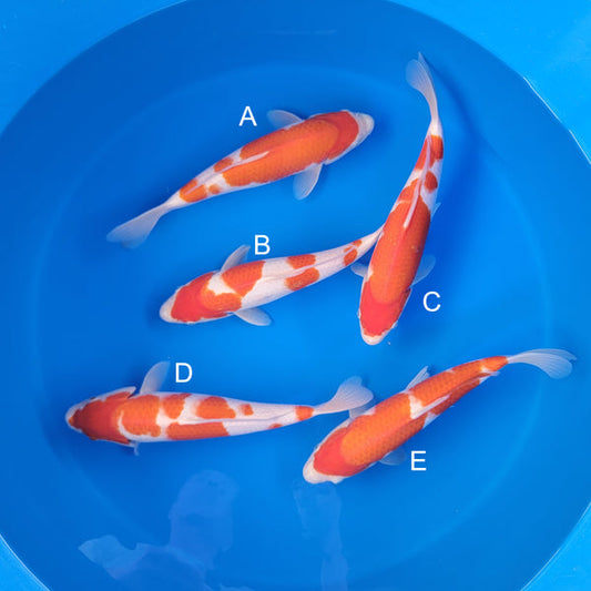 Koi fish for sale — 33-35 cm Matsue Kohkau at ChampKoi