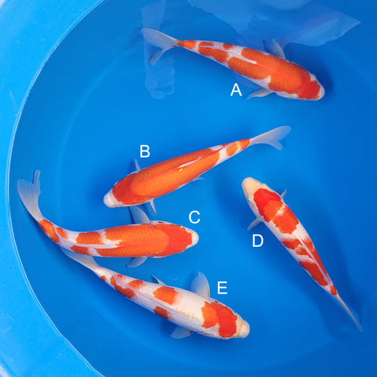 Koi fish for sale — 33-35 cm Matsue Kohkau at ChampKoi