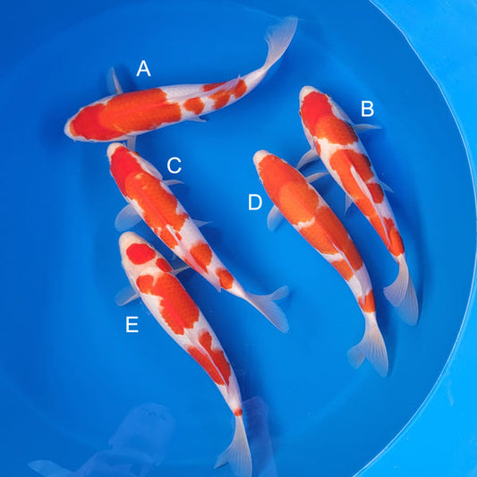 Koi fish for sale — 33-35 cm Matsue Kohkau at ChampKoi