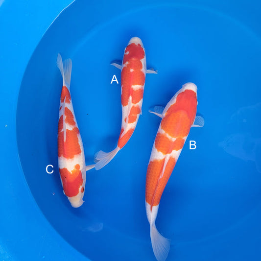 Koi fish for sale — 33-35 cm Matsue Kohkau at ChampKoi