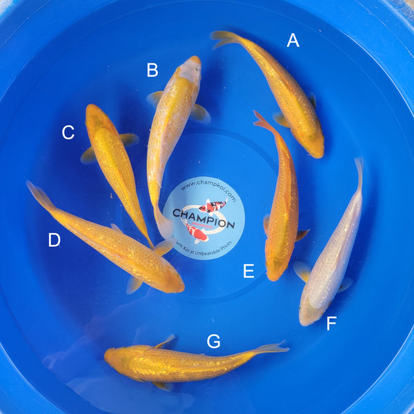 Koi fish for sale — 23-27 cm Taniguchi Golden Corn at ChampKoi