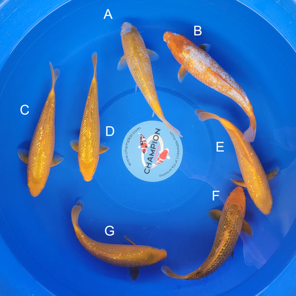 Koi fish for sale — 23-27 cm Taniguchi Golden Corn at ChampKoi