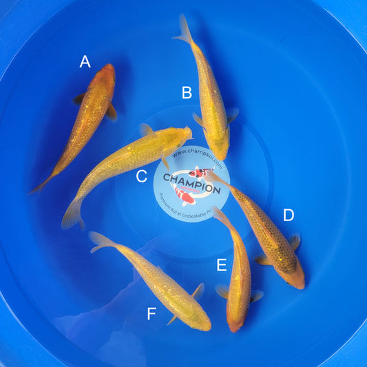 Koi fish for sale — 22-24 cm Taniguchi Golden Corn at ChampKoi