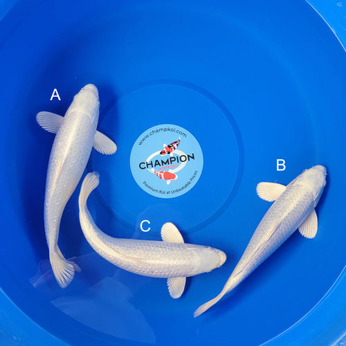 Koi fish for sale — 29-32 cm Taniguchi Ginrin Platinum Ogon at ChampKoi - image 2