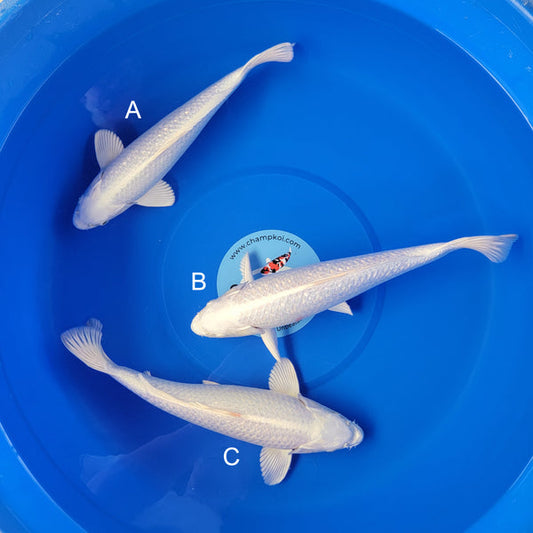Koi fish for sale — 29-32 cm Taniguchi Ginrin Platinum Ogon at ChampKoi