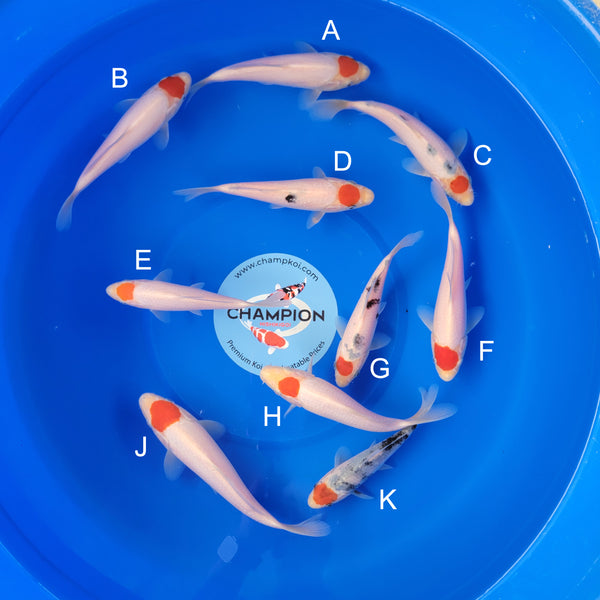 Japanese koi listing 2025MAY-001 from Marudo koi farm, containing Tancho, Tancho Sanke at champkoi.com