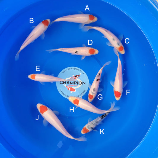 Japanese koi listing 2025MAY-001 from Marudo koi farm, containing Tancho, Tancho Sanke at champkoi.com