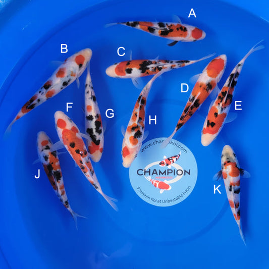 Japanese koi listing 2025MAY-002 from OOya koi farm, containing Sanke, Showa at champkoi.com