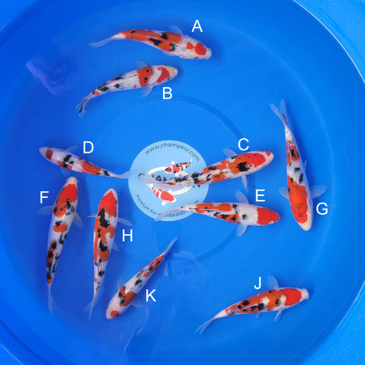 Japanese koi listing 2025MAY-003 from Ooya koi farm, containing Sanke at champkoi.com