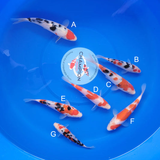 Japanese koi listing 2025MAY-004 from Ooya koi farm, containing Tancho Sanke, Sanke, Kohaku at champkoi.com