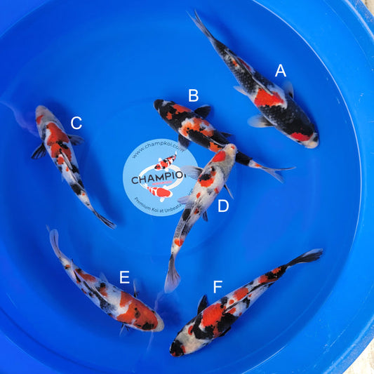 Japanese koi listing 2025MAY-005 from Sekiguchi koi farm, containing Showa at champkoi.com