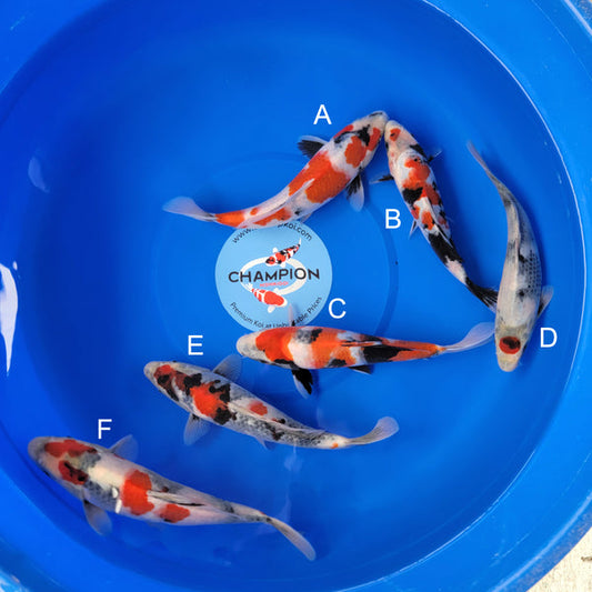 Japanese koi listing 2025MAY-006 from Sekiguchi koi farm, containing Showa, Tancho Showa at champkoi.com