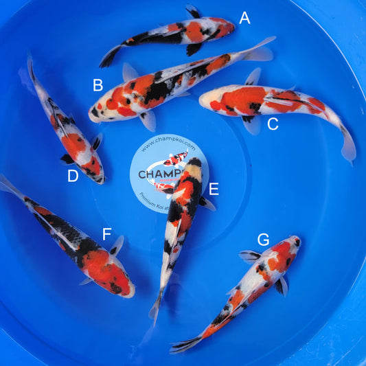 Japanese koi listing 2025MAY-007 from Sekiguchi koi farm, containing Showa at champkoi.com