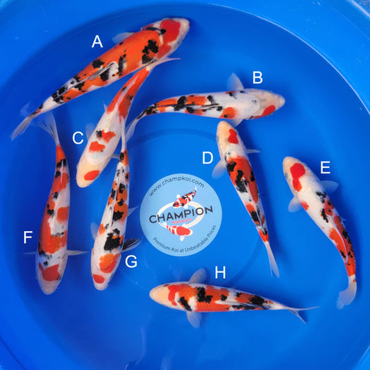 Japanese koi listing 2025MAY-008 from Ooya koi farm, containing Sanke at champkoi.com