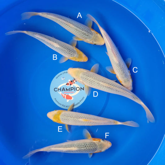 Japanese koi listing 2025MAY-009 from Taniguchi koi farm, containing Golden Corn at champkoi.com