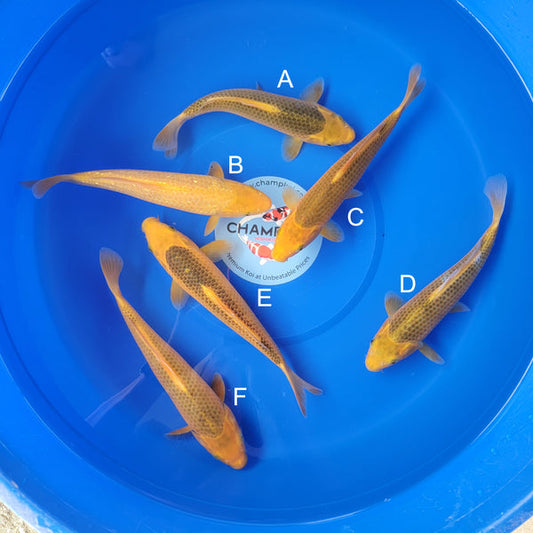Japanese koi listing 2025MAY-011 from Taniguchi koi farm, containing Golden Corn at champkoi.com