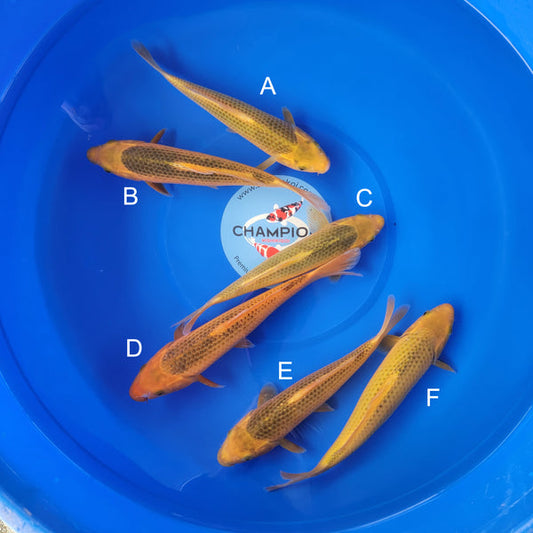 Japanese koi listing 2025MAY-012 from Taniguchi koi farm, containing Golden Corn at champkoi.com