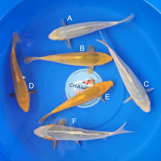Japanese koi listing 2025MAY-013 from Taniguchi koi farm, containing Golden Corn at champkoi.com