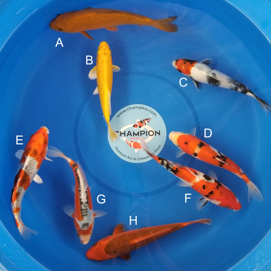 Japanese koi listing 2025MAY-015 from Ogata koi farm, containing Chagoi, Yamabuki, Tancho Showa, Sanke, Kujaku, Shusui, Aka Matsuba at champkoi.com