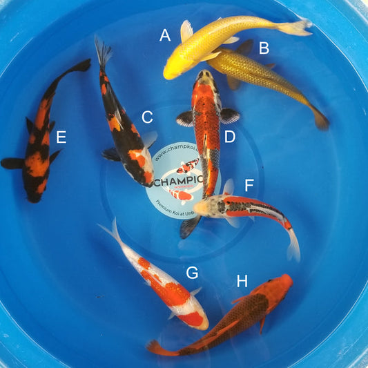 Japanese koi listing 2025MAY-016 from Marusei koi farm, containing Yamabuki, Ginrin Chagoi, Showa, Benigina, Beni Kumonryu, Shusui, Ginrin Kohaku, Aka Matsuba at champkoi.com