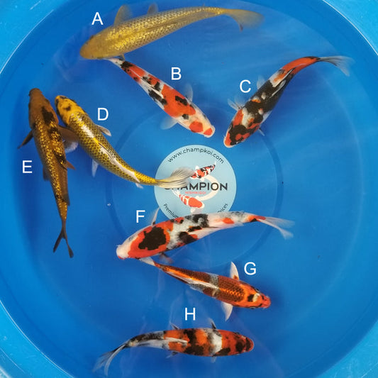 Japanese koi listing 2025MAY-017 from Marusei koi farm, containing Ginrin Chagoi, Sanke, Showa, Kogane Ochiba, Girnin Cha Utsuri, Kujaku at champkoi.com
