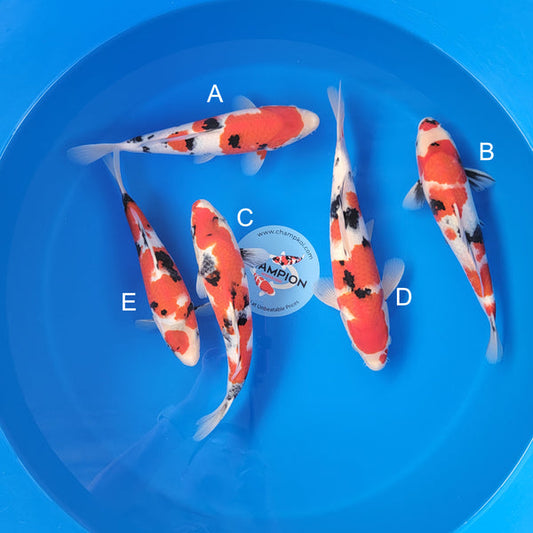 Japanese koi listing 2025MAY-018 from Ogata koi farm, containing Sanke at champkoi.com