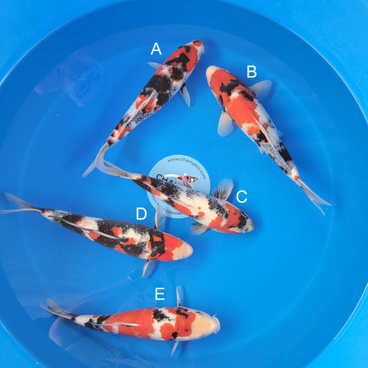 Japanese koi listing 2025MAY-019 from Ogata koi farm, containing Showa at champkoi.com