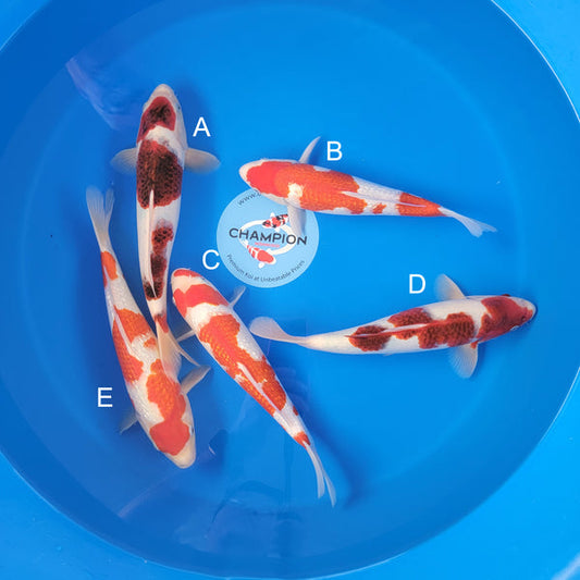 Japanese koi listing 2025MAY-020 from Ogata koi farm, containing Budo Goromo, Ginrin Kohaku at champkoi.com