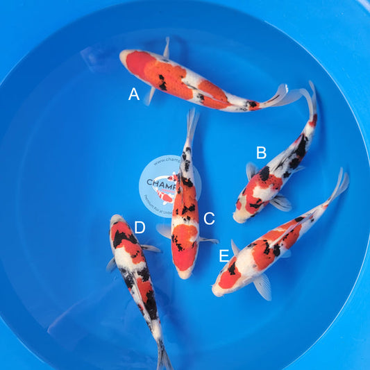 Japanese koi listing 2025MAY-021 from Ogata koi farm, containing Sanke, Showa at champkoi.com