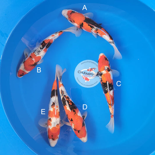 Japanese koi listing 2025MAY-022 from Ogata koi farm, containing Ginrin Showa at champkoi.com