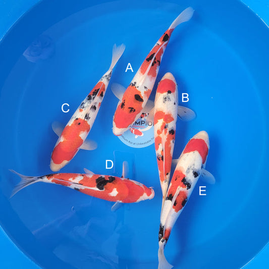 Japanese koi listing 2025MAY-024 from Ogata koi farm, containing Sanke at champkoi.com