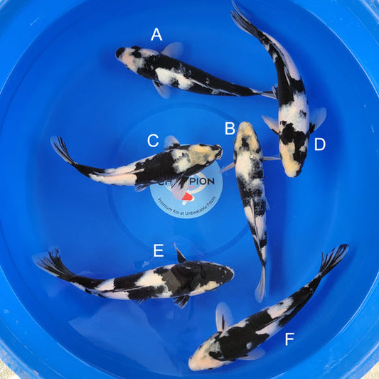 Japanese koi listing 2025MAY-026 from Ogata koi farm, containing Shiro Utsuri at champkoi.com