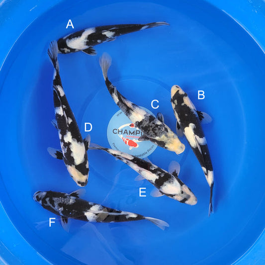 Japanese koi listing 2025MAY-028 from Ogata koi farm, containing Shiro Utsuri at champkoi.com