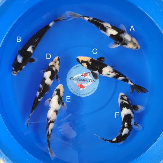 Japanese koi listing 2025MAY-029 from Ogata koi farm, containing Shiro Utsuri at champkoi.com