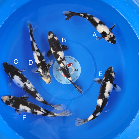 Japanese koi listing 2025MAY-030 from Ogata koi farm, containing Shiro Utsuri at champkoi.com
