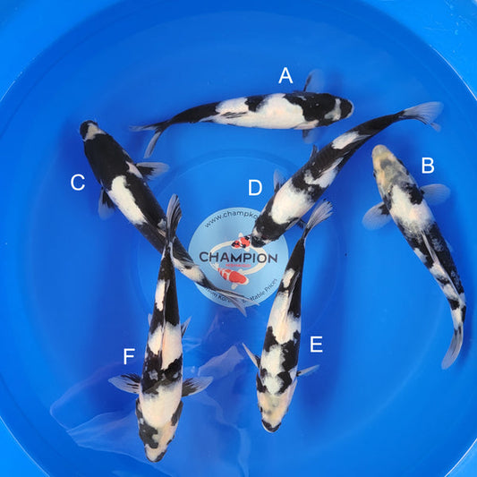Japanese koi listing 2025MAY-031 from Ogata koi farm, containing Shiro Utsuri at champkoi.com