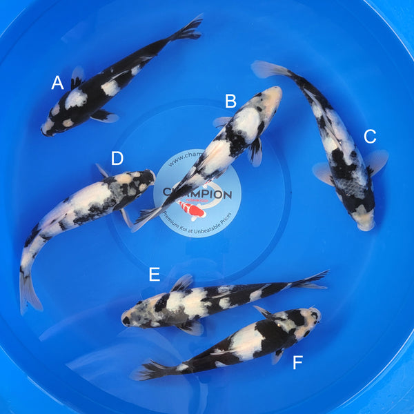 Japanese koi listing 2025MAY-032 from Ogata koi farm, containing Shiro Utsuri at champkoi.com