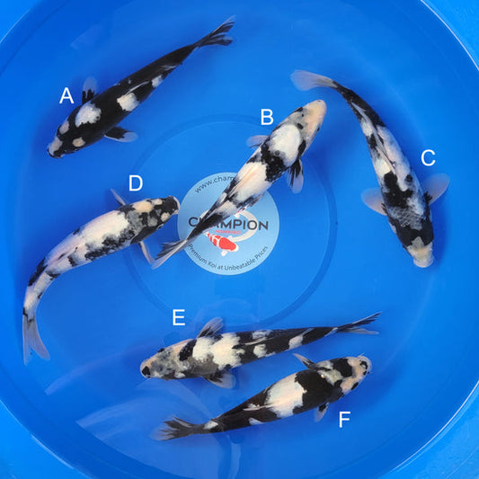 Japanese koi listing 2025MAY-032 from Ogata koi farm, containing Shiro Utsuri at champkoi.com